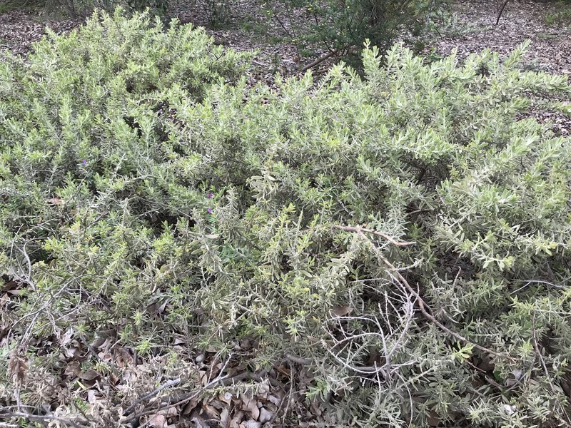 Acacia lanuginophylla