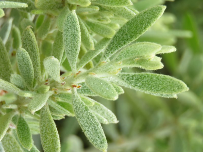 Acacia lanuginophylla photo 2