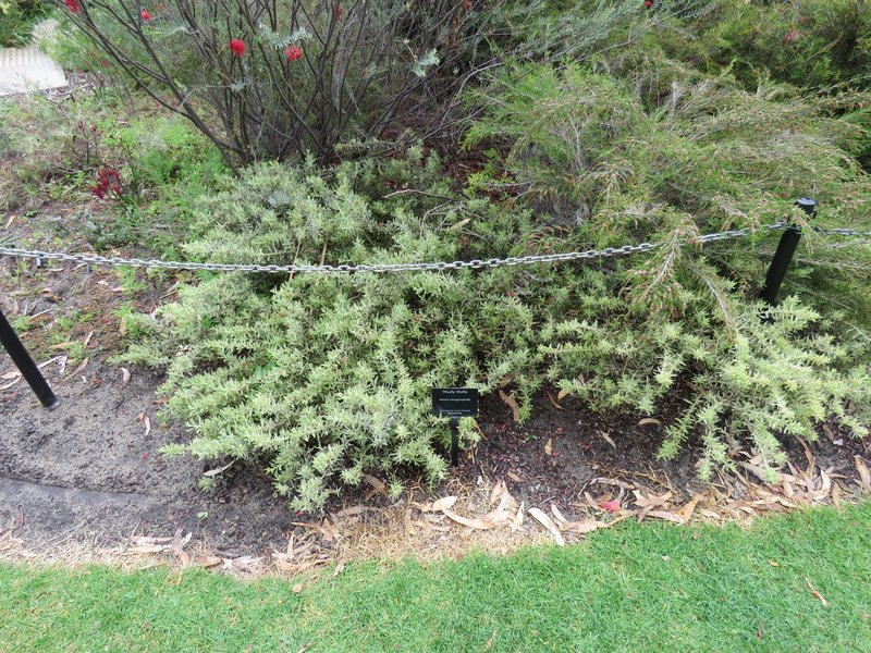 Acacia lanuginophylla photo 3