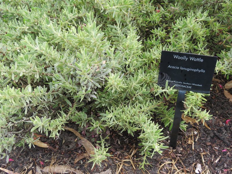 Acacia lanuginophylla photo 4