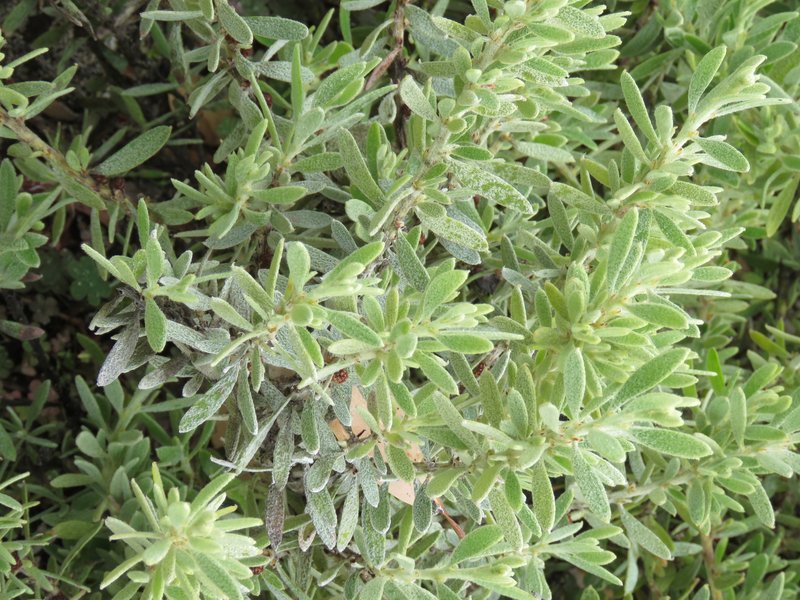 Acacia lanuginophylla photo 5
