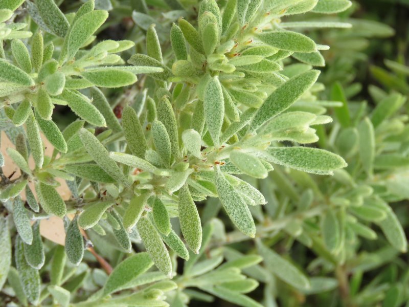 Acacia lanuginophylla photo 6