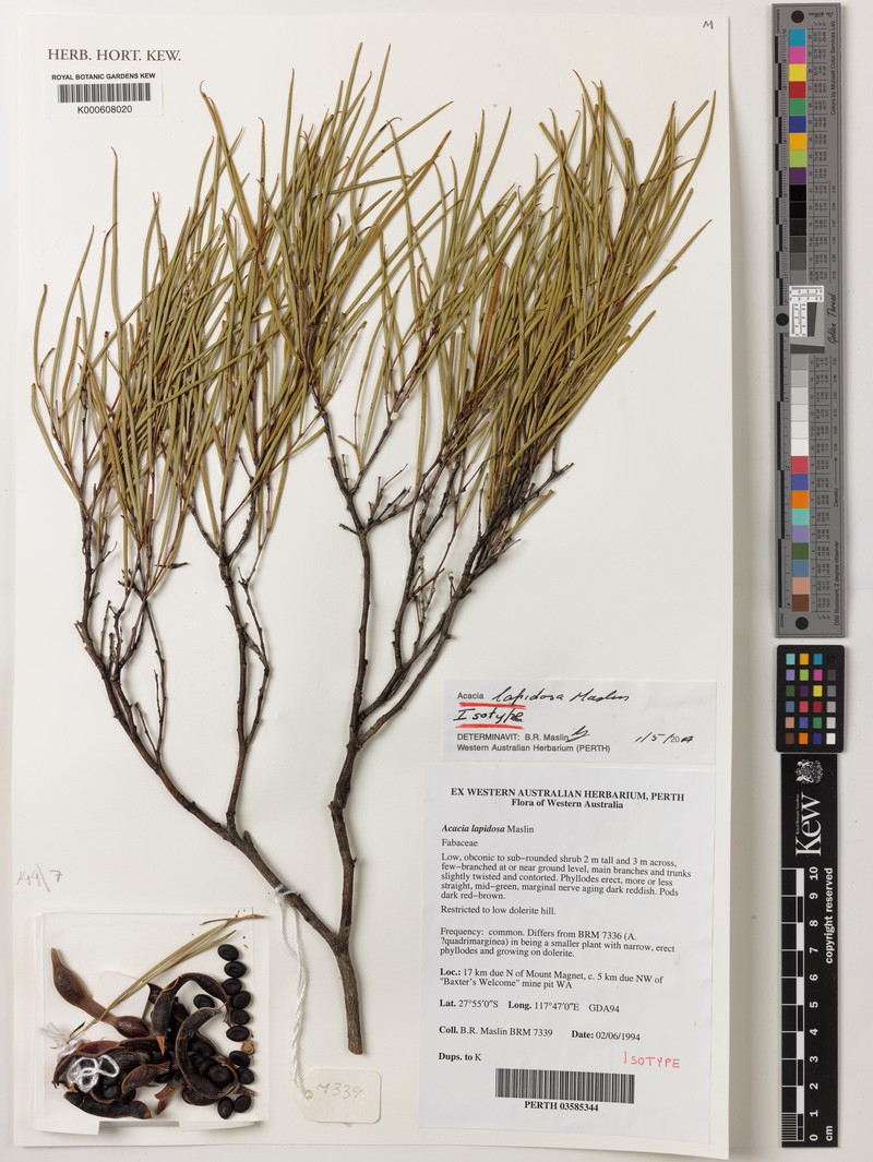 Acacia lapidosa photo 2