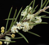 Acacia laricina