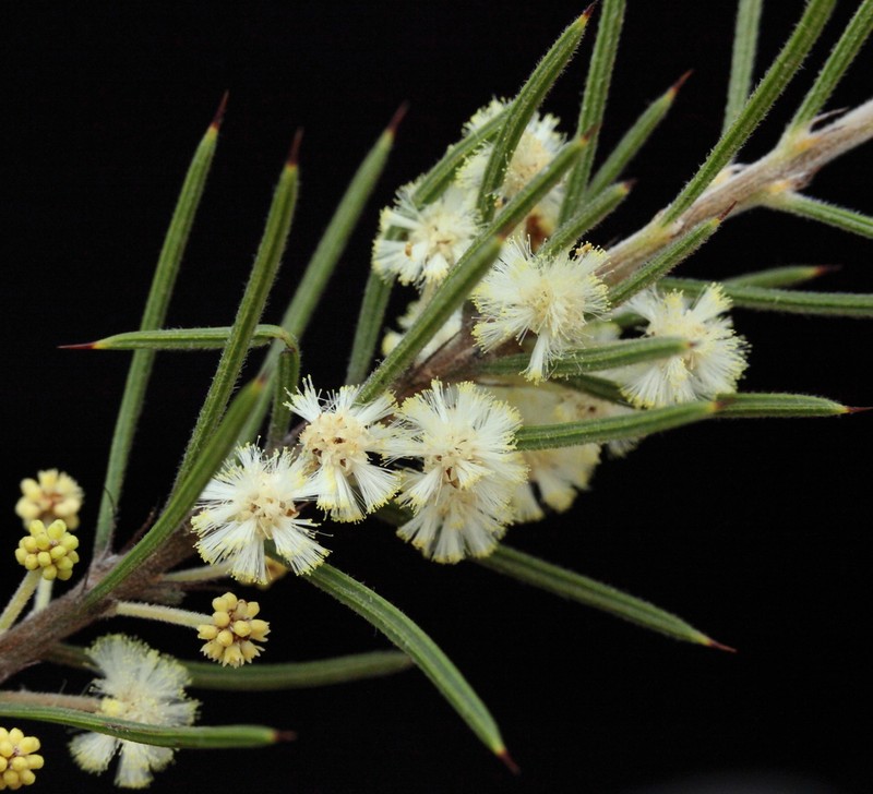 Acacia laricina