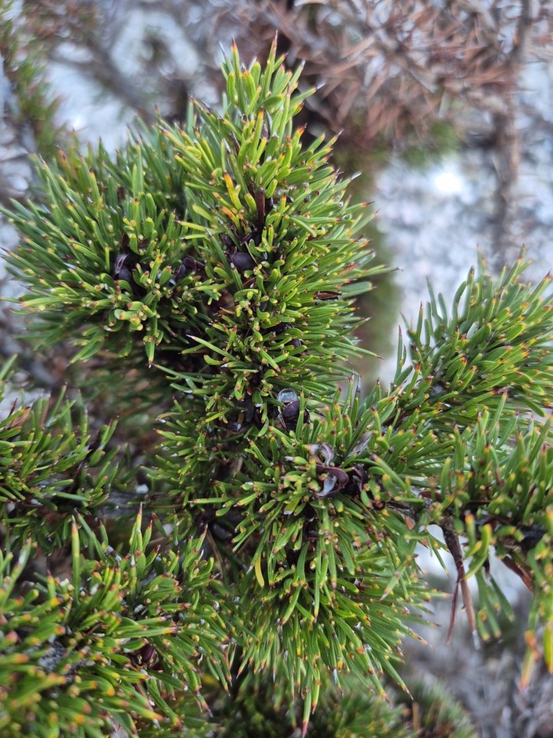 Acacia laricina photo 2