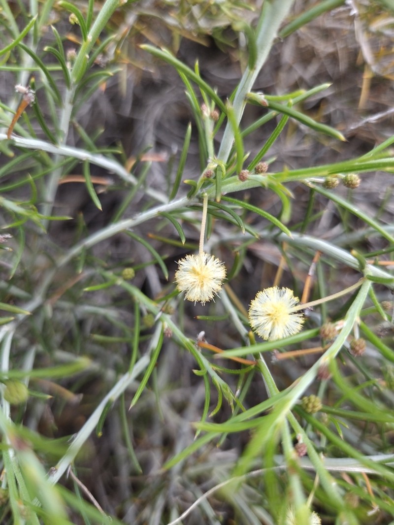 Acacia laricina photo 3