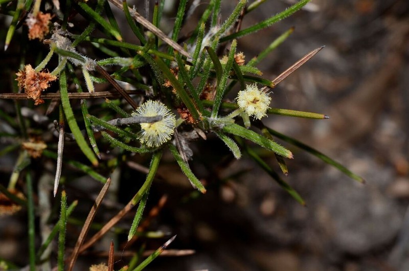 Acacia laricina photo 4