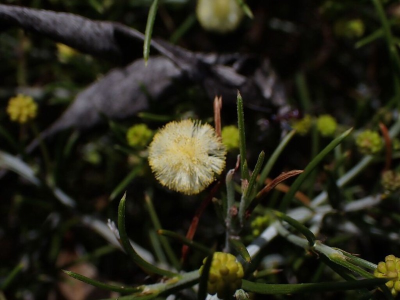 Acacia laricina photo 5