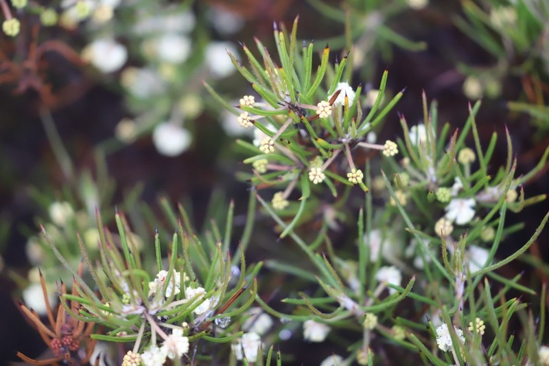 Acacia laricina photo 6