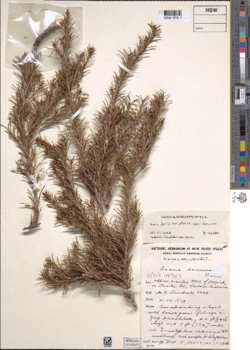 Acacia laricina photo 8