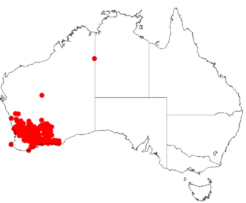 Acacia lasiocaly