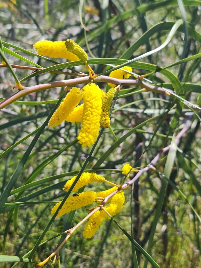 Acacia lasiocaly photo 2