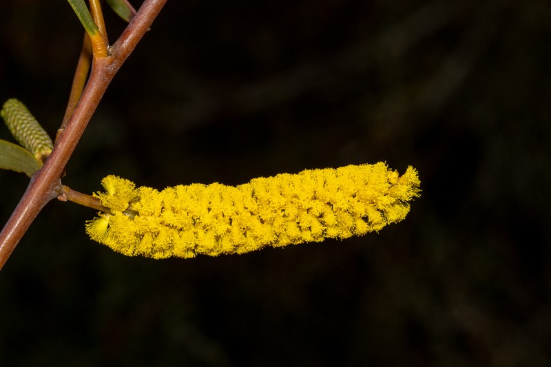 Acacia lasiocaly photo 3