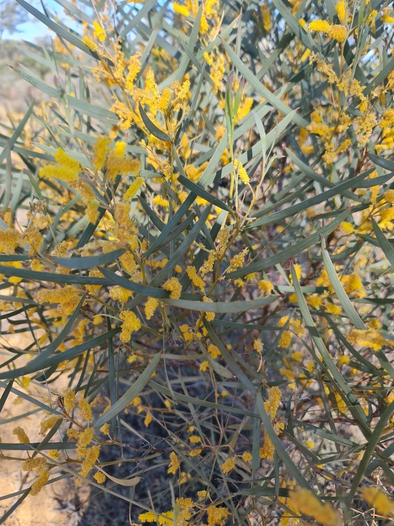 Acacia lasiocaly photo 4
