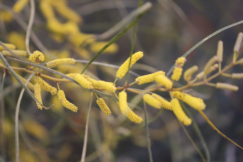Acacia lasiocaly photo 5