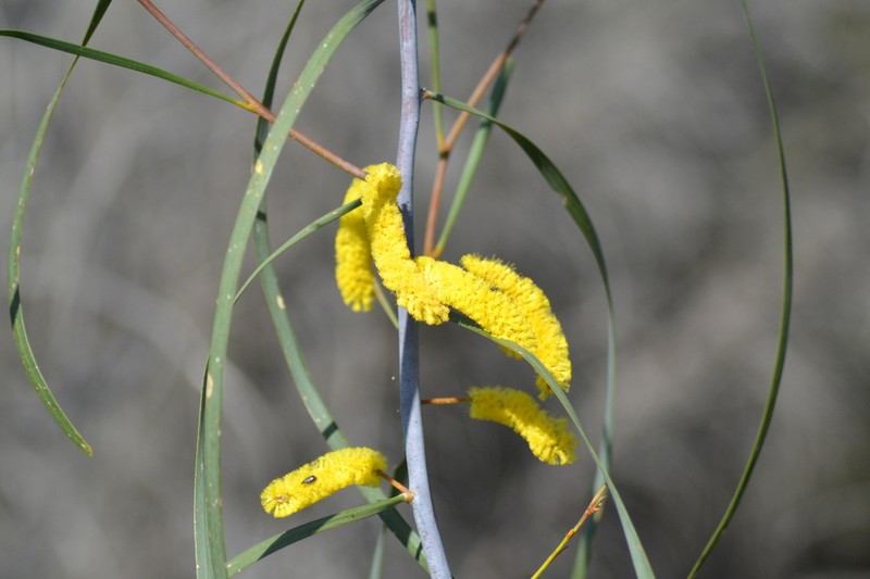 Acacia lasiocaly photo 6