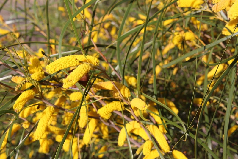 Acacia lasiocaly photo 7