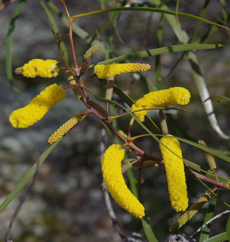 Acacia lasiocaly photo 8