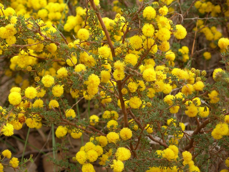 Acacia lasiocarpa