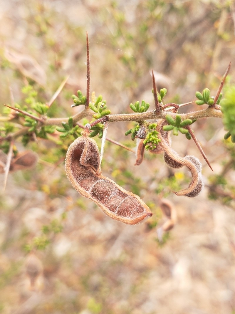 Acacia lasiocarpa photo 2