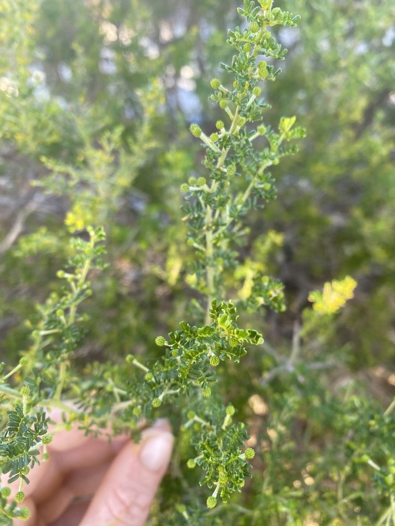 Acacia lasiocarpa photo 3