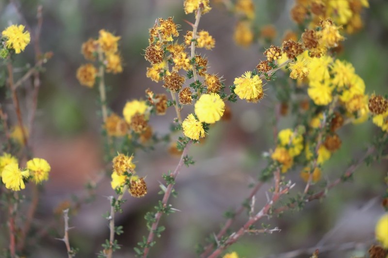 Acacia lasiocarpa photo 4