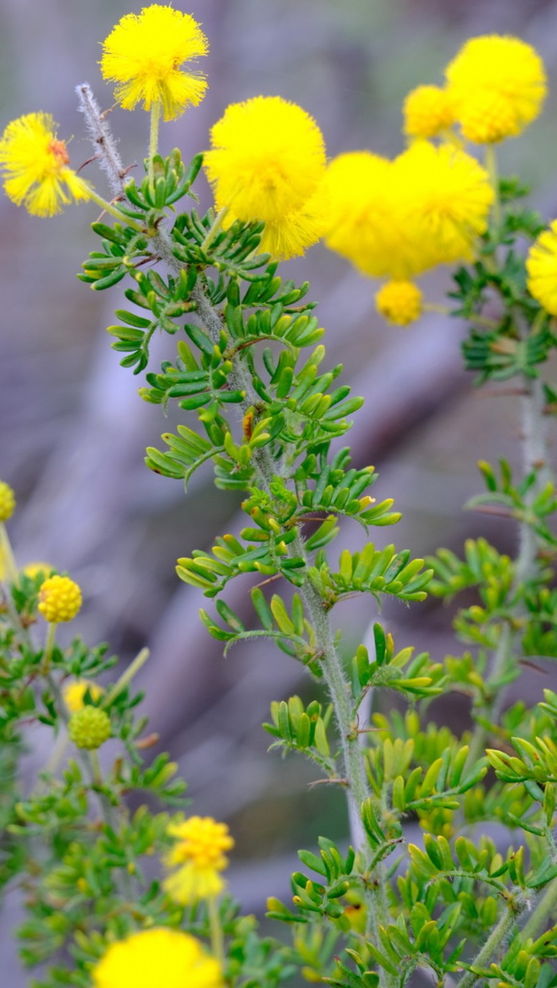 Acacia lasiocarpa photo 5