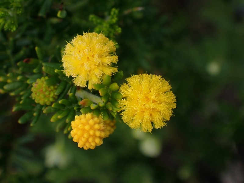 Acacia lasiocarpa photo 6