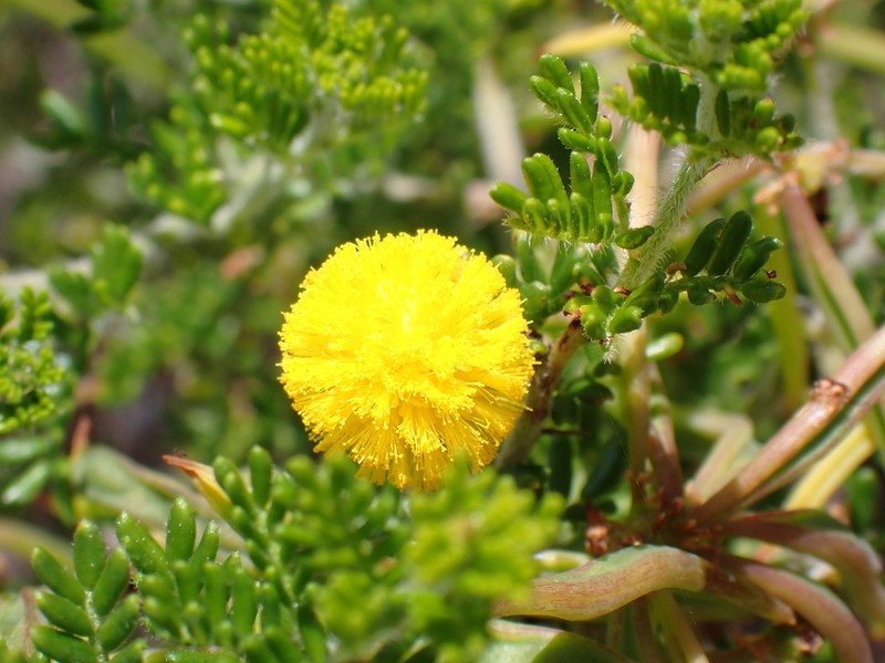 Acacia lasiocarpa photo 8