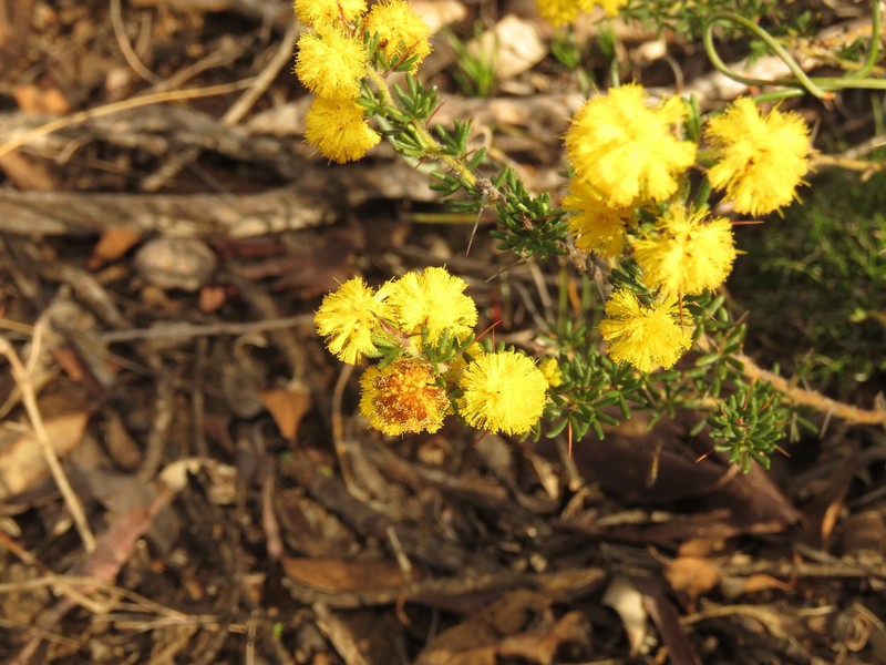 Acacia lasiocarpa var. bracteolata
