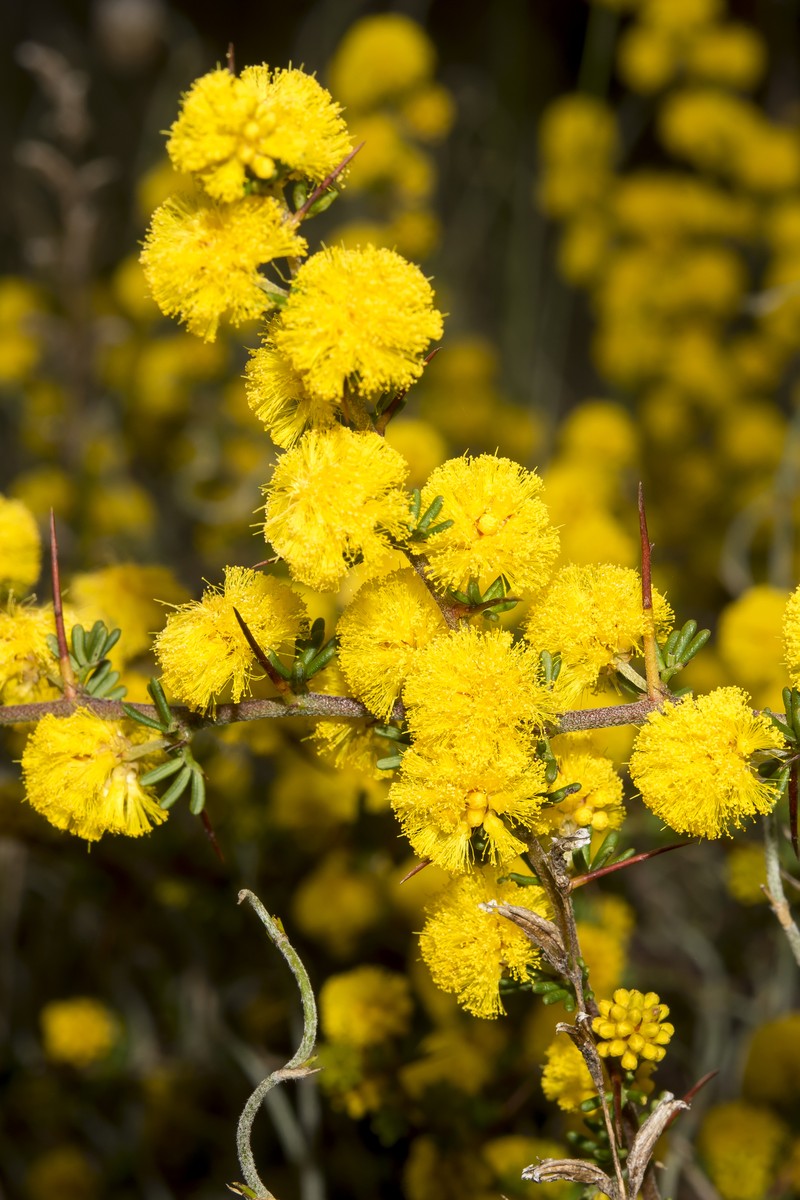 Acacia lasiocarpa var. bracteolata photo 2
