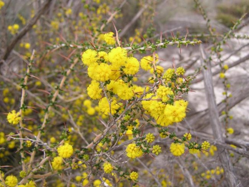 Acacia lasiocarpa var. bracteolata photo 3