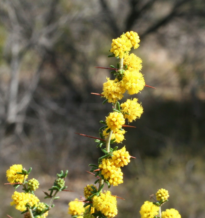 Acacia lasiocarpa var. bracteolata photo 4