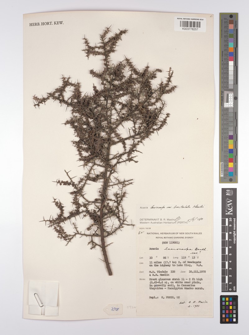 Acacia lasiocarpa var. bracteolata photo 5