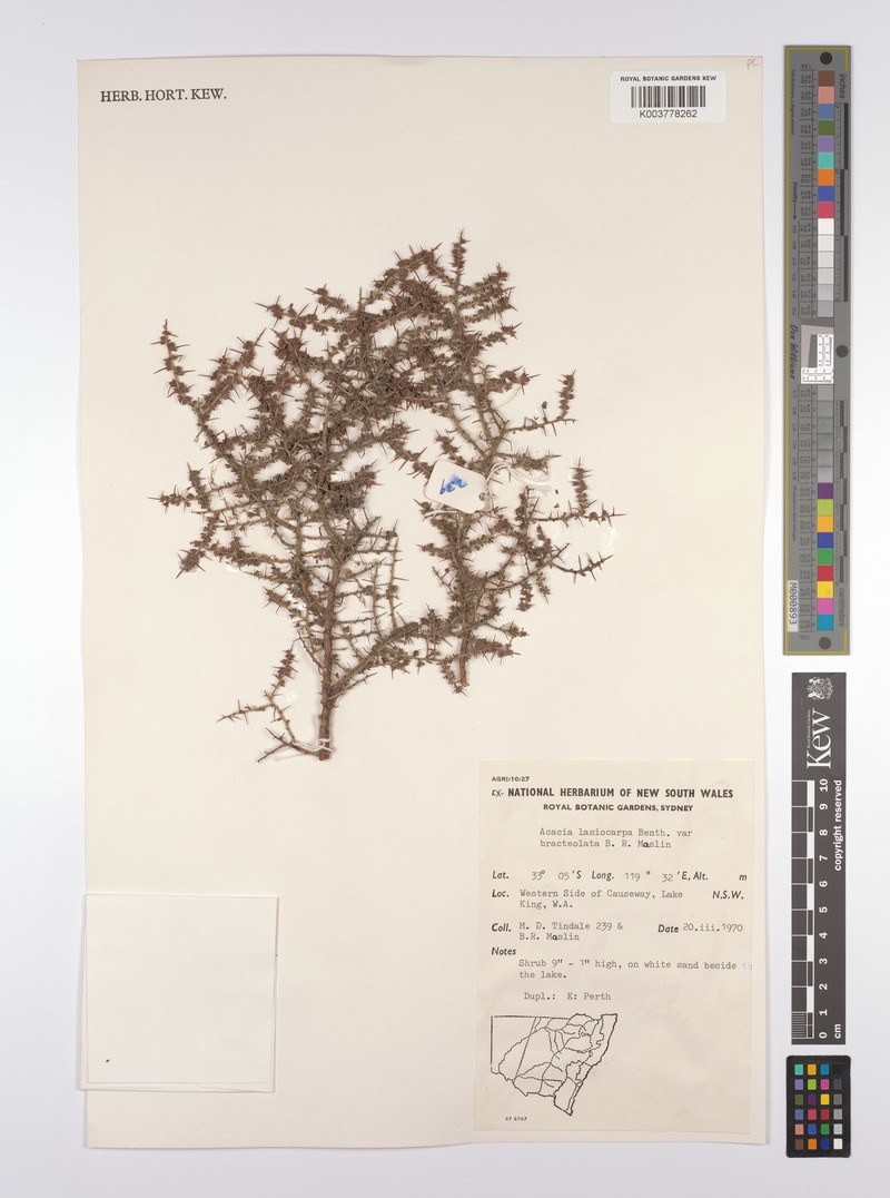 Acacia lasiocarpa var. bracteolata photo 6