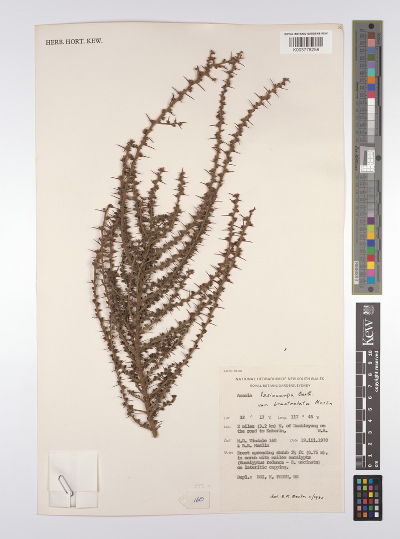 Acacia lasiocarpa var. bracteolata photo 7