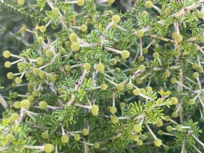 Acacia lasiocarpa var. lasiocarpa photo 2