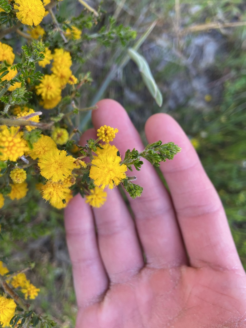 Acacia lasiocarpa var. lasiocarpa photo 3