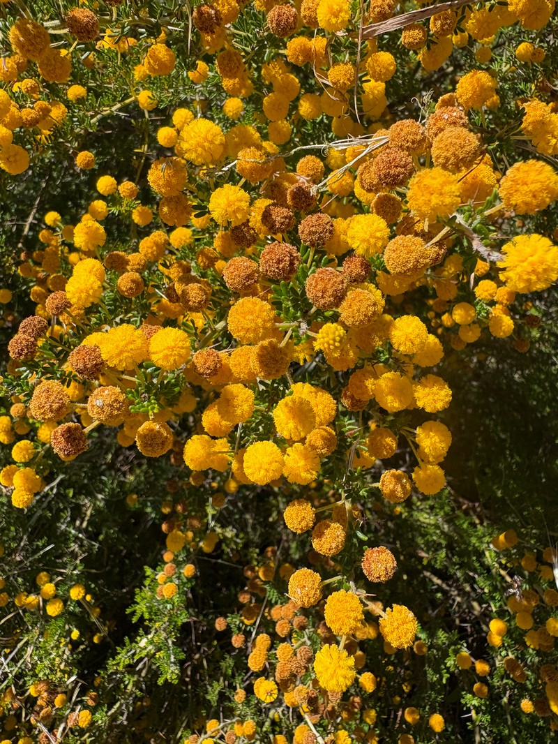 Acacia lasiocarpa var. lasiocarpa photo 4