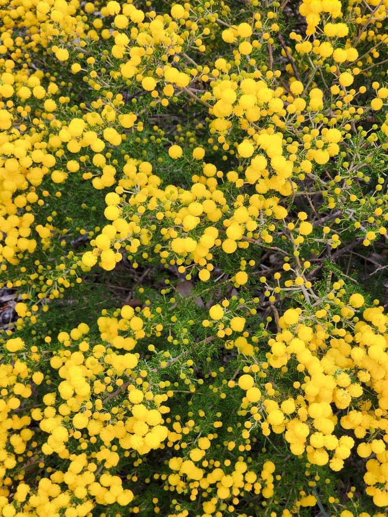 Acacia lasiocarpa var. lasiocarpa photo 5