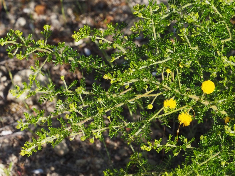 Acacia lasiocarpa var. lasiocarpa photo 8