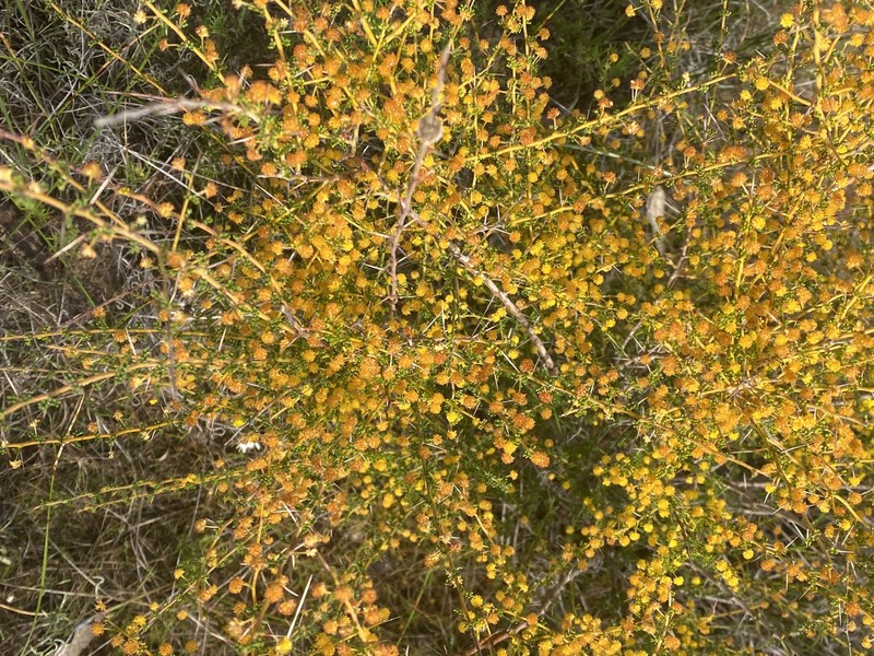 Acacia lasiocarpa var. sedifolia