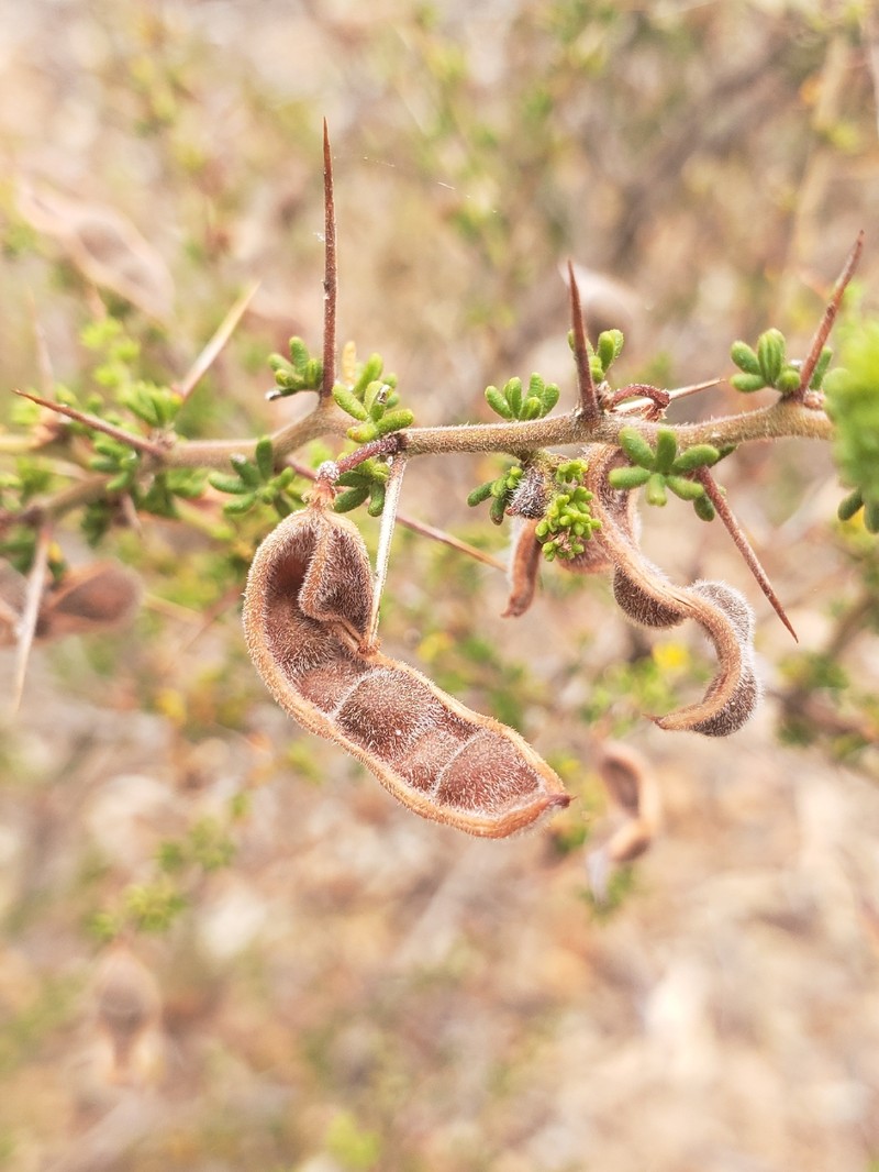 Acacia lasiocarpa var. sedifolia photo 2