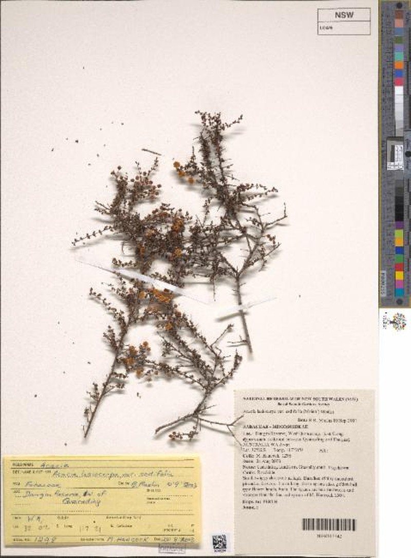 Acacia lasiocarpa var. sedifolia photo 3