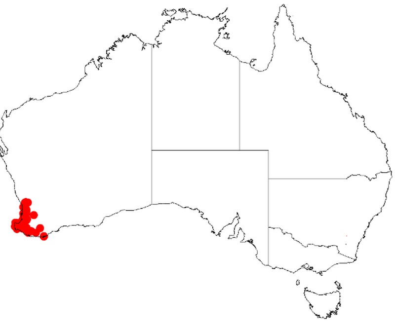Acacia lateriticola