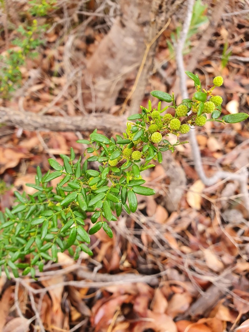 Acacia lateriticola photo 2