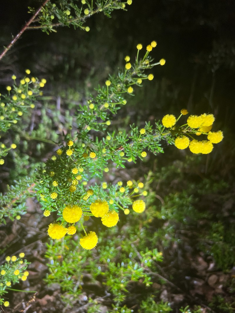 Acacia lateriticola photo 3