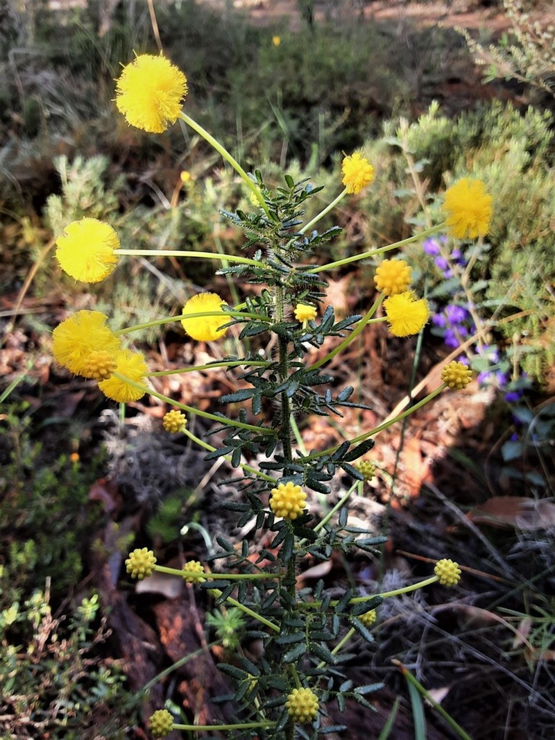Acacia lateriticola photo 4
