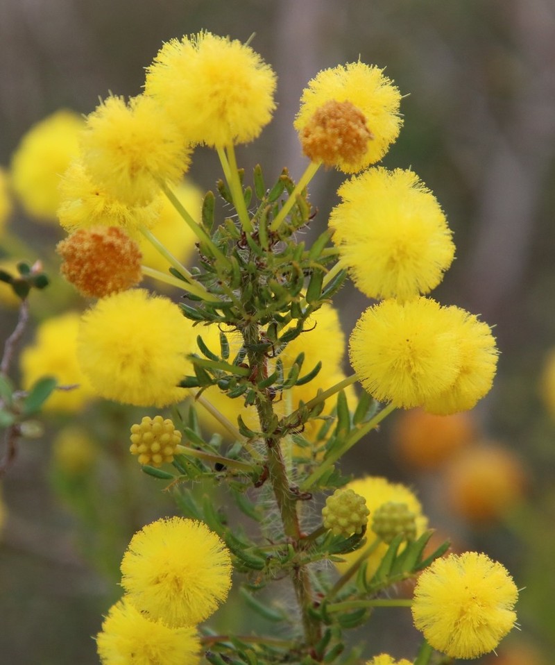 Acacia lateriticola photo 5